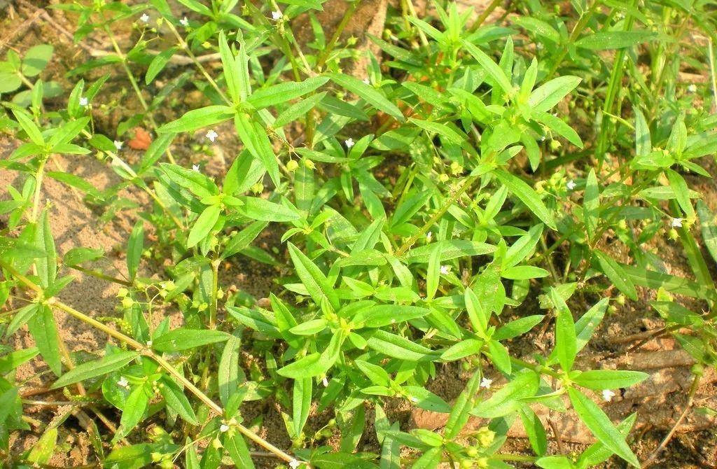 白花蛇舌草,始载于《广西中药志》,为茜草科植物白花蛇舌草的干燥全草