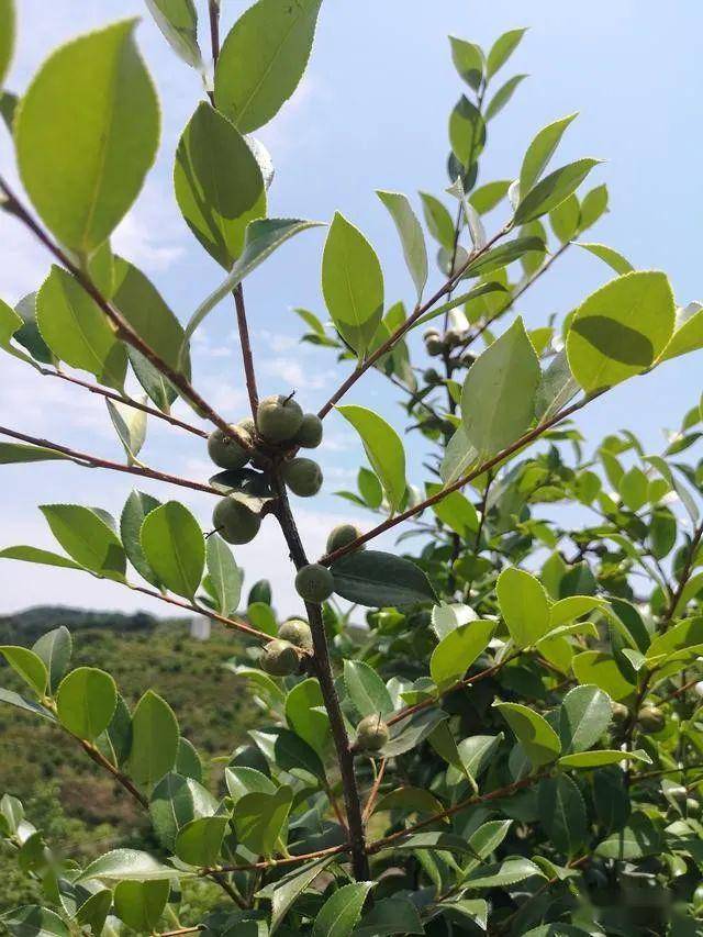 图为果子饱满的油茶树.俗话说,靠山吃山,靠水吃水.