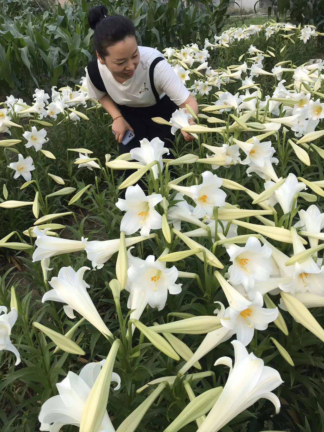 家门口种满百合花,她,复刻了《金粉世家》的场景