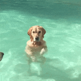 自从教会我家狗学会了游泳,我就准备靠它养活了!_汪星