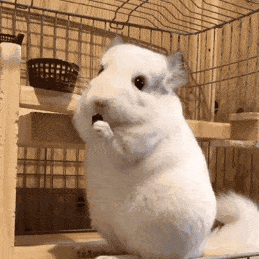 表情包专业户  土拨鼠