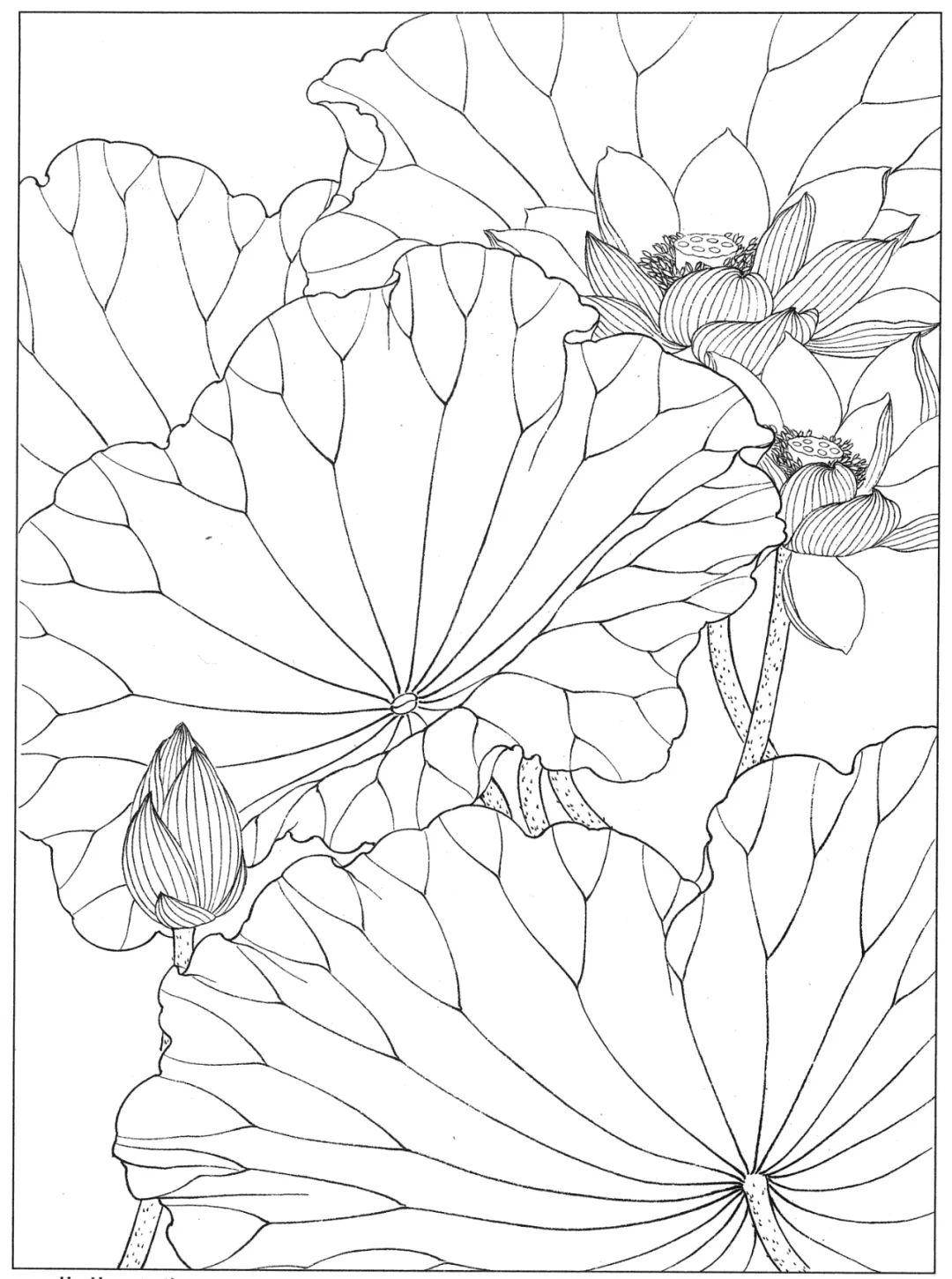 白描素材:高清荷花58幅