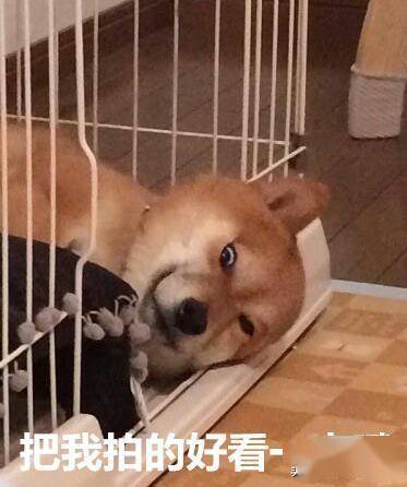 斗图专用柴犬表情包:野心不大 你和天下