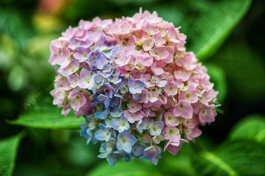八仙花的主要栽培变种有大八仙花,蓝边八仙花,银边八仙花,齿瓣八仙花