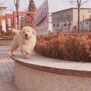 这些狗子的行为太令人迷惑了吧哈哈哈哈哈哈哈_柯基