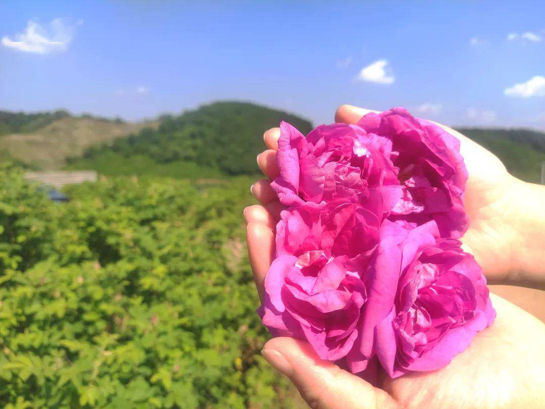 送我一朵玫瑰花简谱_送我一支玫瑰花简谱(3)