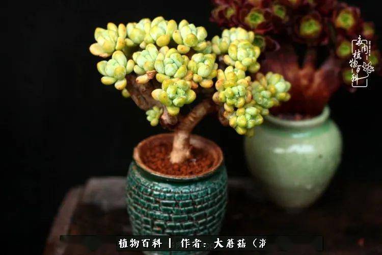 多肉控养多大的盆合适 74ada19145fd4053ad85ad5275d62cd9.jpeg