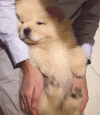 壁纸 动物 狗 狗狗 200_229 gif 动态图 动图
