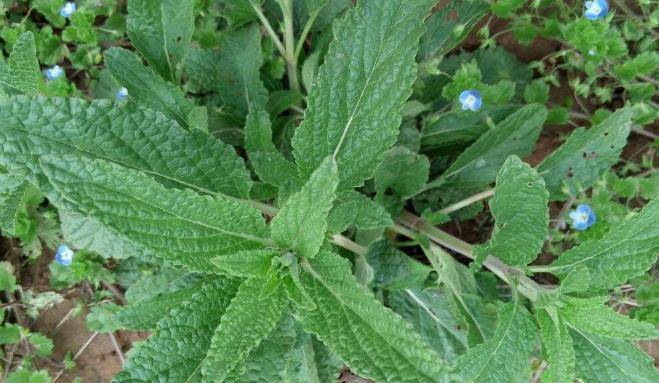 以下的四种野菜,经常被认为是田间杂草,殊不知营养价值极高