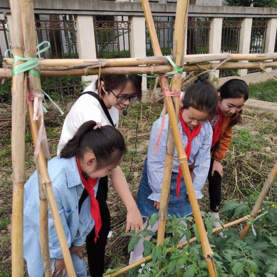 伍佑小学将开心农场搬进校园,让学生体验劳动乐趣