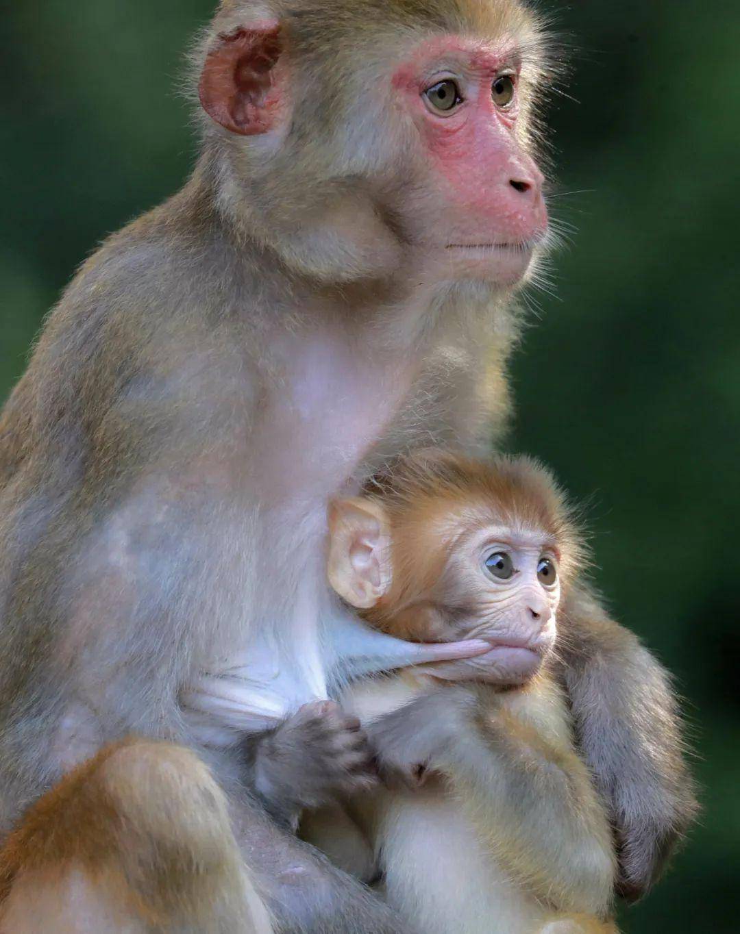 世界生命科学重大突破！ 两只克隆猴在中国诞生_读特新闻客户端