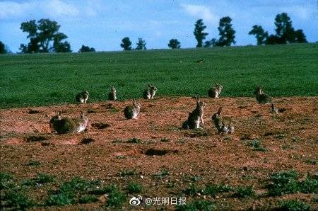 #澳大利亚#澳大利亚为何野兔泛滥成灾，