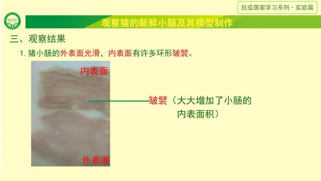 【教育创新公开课】观察并制作小肠绒毛模型|厨房生物