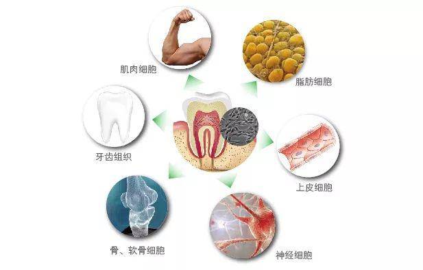 脂肪细胞,神经细胞,软骨细胞,心肌细胞,皮肤细胞和成牙本质细胞