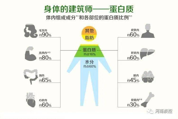 优质蛋白质是如何提高免疫力的 967036c271b54c87a6a5fe1bfe098af6.jpeg
