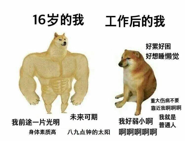 肌肉doge 与小废狗 梗图