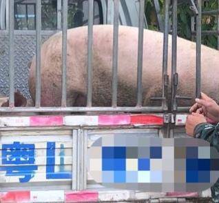 博罗发生盗窃种猪案，5名嫌犯落网，追回4头被盗