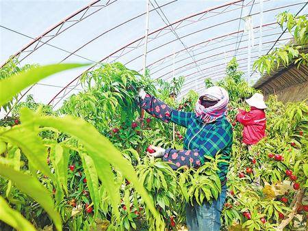 种植户在敦煌市肃州镇戈壁设施农业园区温室大棚采摘桃子