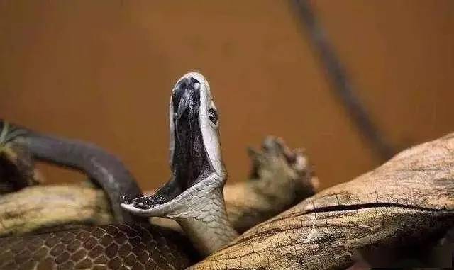 蛇属于哺乳动物吗 c705a8dc544041128f7ef03890c70b9d.jpeg