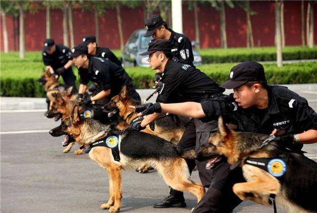 阿拉斯加也想当警犬,结果气质上就与众不同,训练时还在傻乐