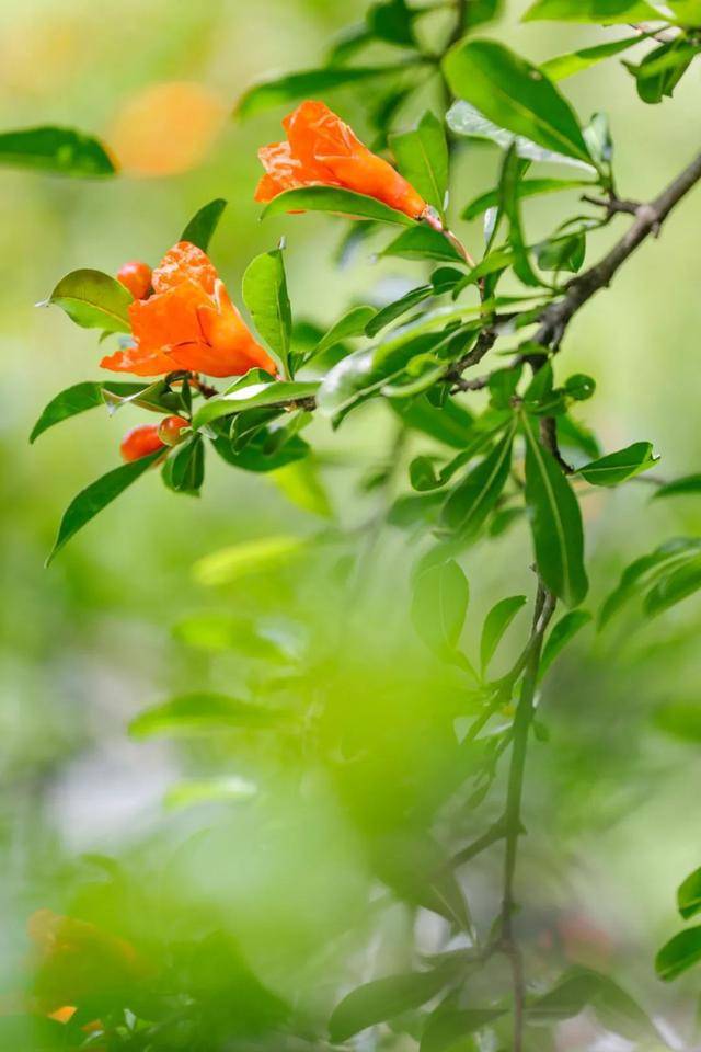广角请接收你的夏季壁纸松江区石榴花花开似火