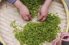 中国人为何最爱绿茶？真相才不是你想的那样！