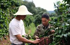 从“贱卖30年”到寻豆师蜂拥：云南咖啡豆 夺回自主权