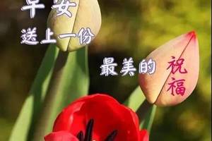 6张夏天早安图片带字推荐,早上好问候语图片