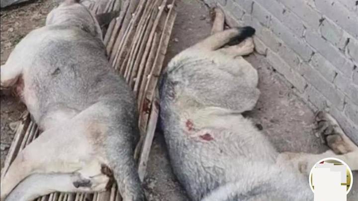 两条狼青跑进羊圈咬死数十只羊,正在寻找狗主人,你怎么看?