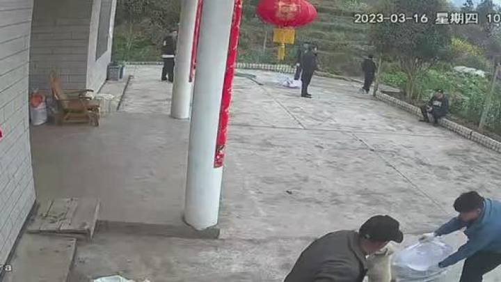 主人不在家两小狗被夹死,乡政府有责任吗?