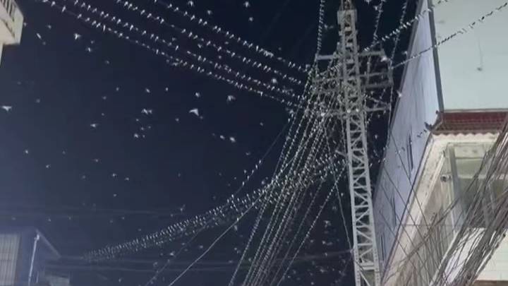 云南一地大量燕子夜间漫天飞舞,与地震有关系吗?