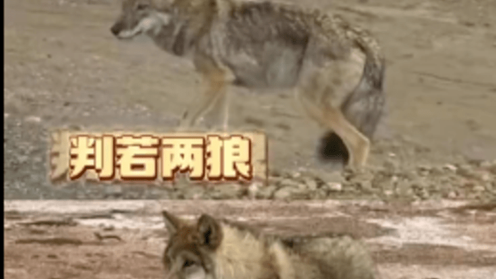 可可西里一头狼被投喂变胖成网红,有必要人为干预动物生存法则吗?