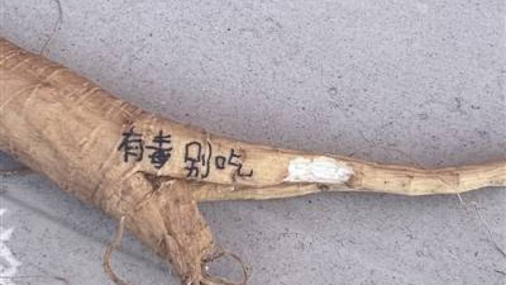 错把商陆当人参误食后睡17个小时,你怎么看?