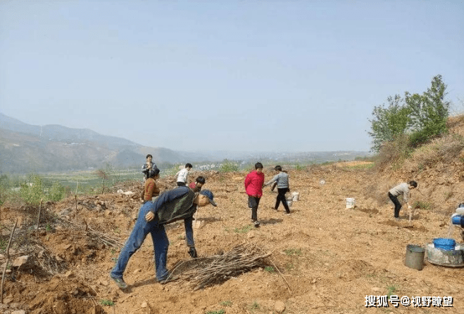 宜阳县董王庄乡连翘种植增颜值更增价值