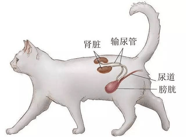 葆喻:猫咪下泌尿道结石,你知道多少?