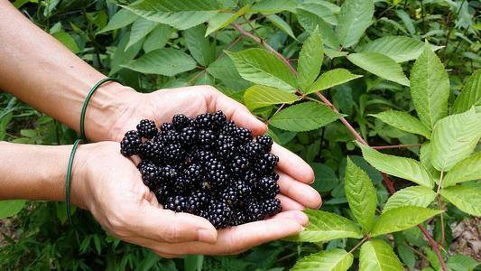 青岛成功引种第三代水果试点种植黑莓红树莓倍优能