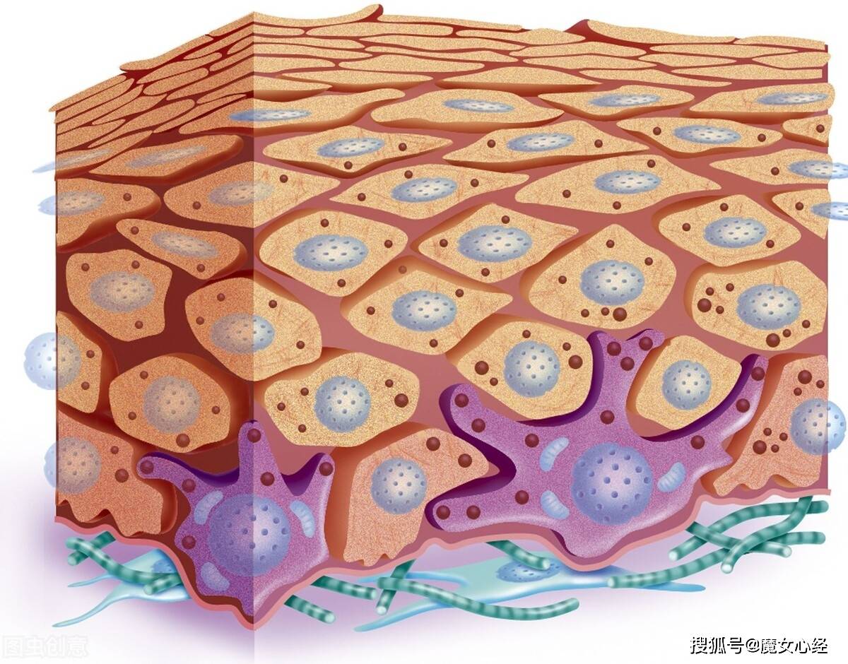 (1) 维a酸的确能够刺激黑色素细胞甚至黑色素数量的增加