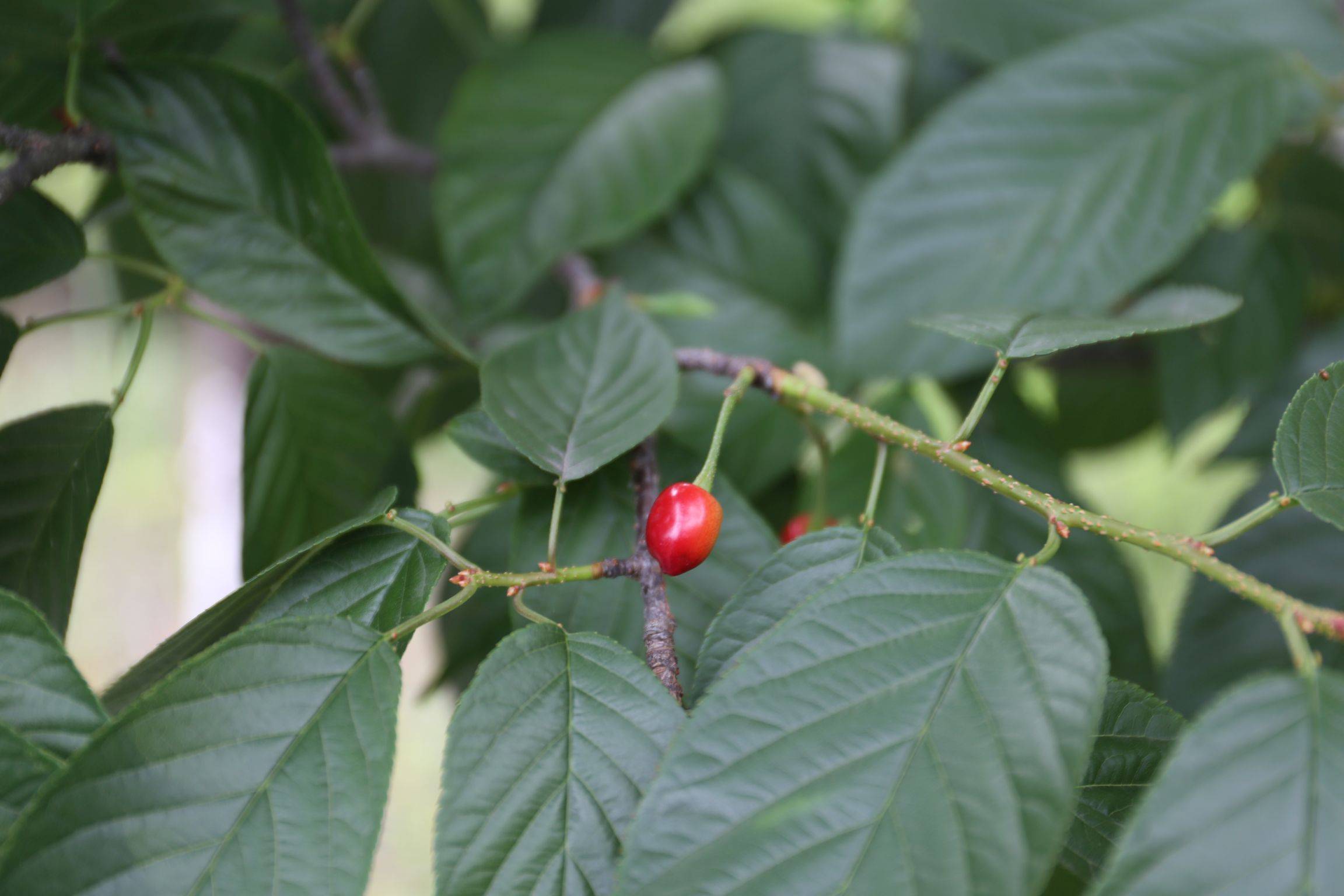 庆元植物1397蔷薇科樱属钟花樱桃福建山樱花