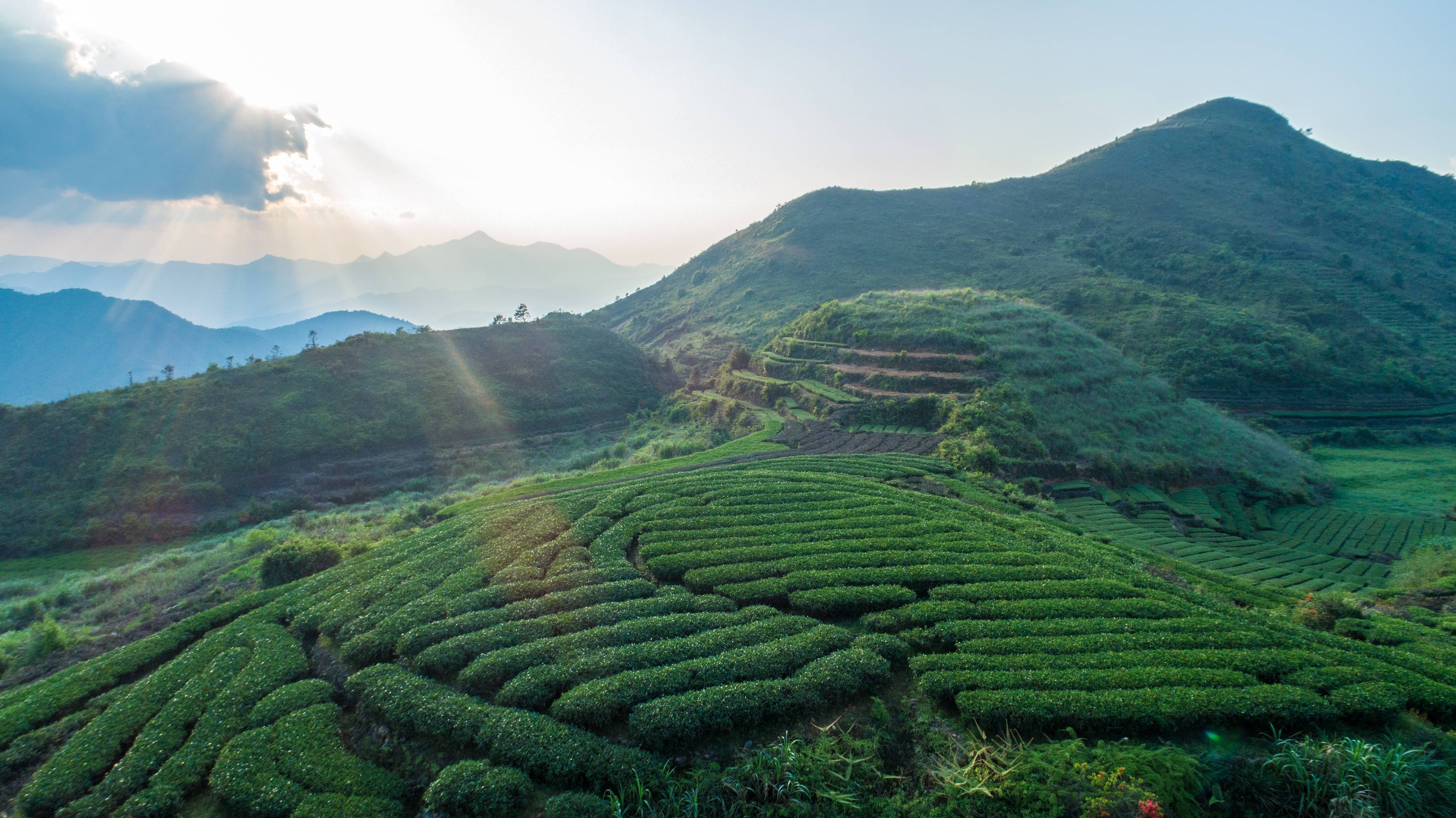 山梅占红茶园基地在茶树下长大的杨淑真,自幼跟随父母上山采茶,管茶园