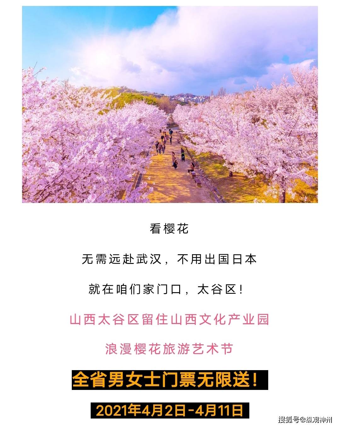 原创晋中太谷:又现"山寨版樱花节"