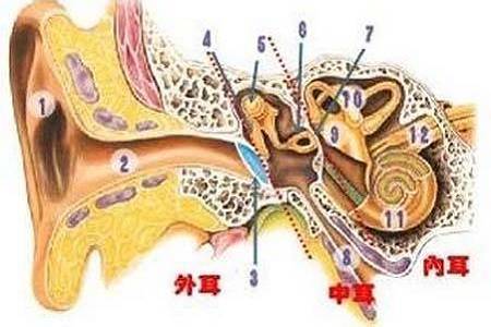 首大戴海江:不同的外耳道炎有哪些症状表现