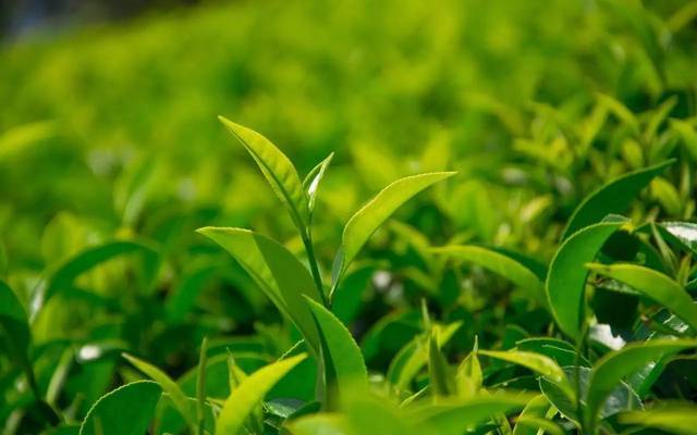 疯狂的茶市谁在背后炒作