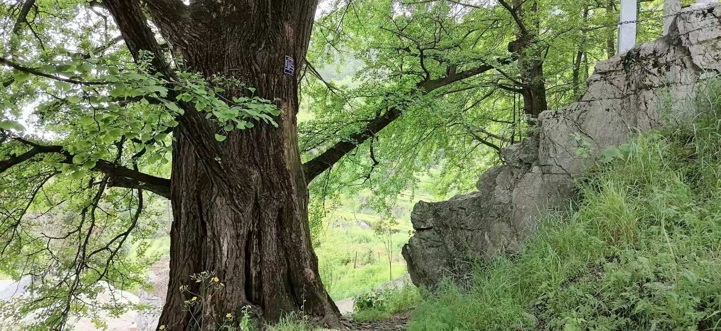 武当山银杏"树王"和"树后"隐居的地方,被称为"武当秘境"