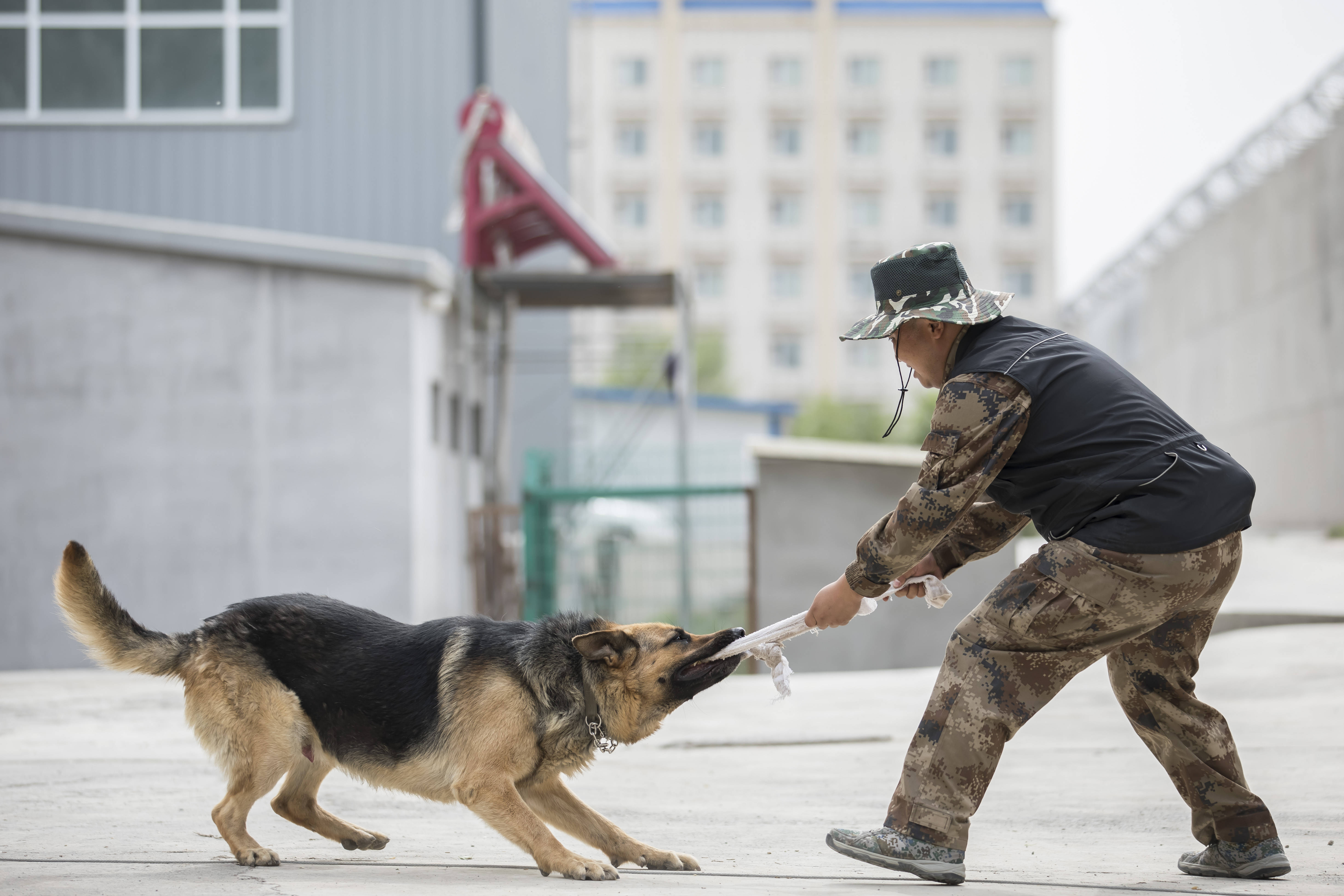 技术支队警犬大队为确保高温环境下警犬在安保工作中的适应和实战能力