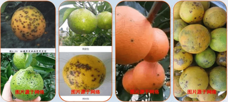 【勒夫水溶肥讲堂】柑橘二十四种常见病害图谱!