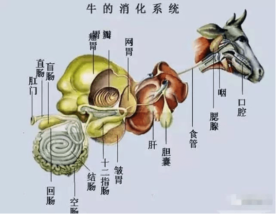 牛的消化系统