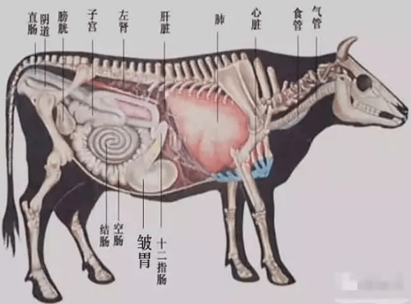 牛的身体结构