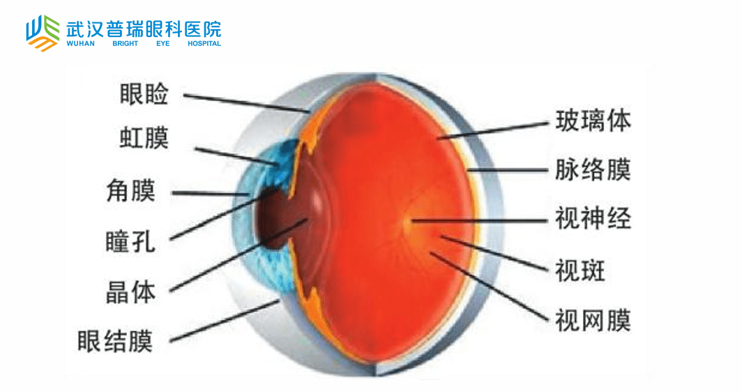 (眼球构造)