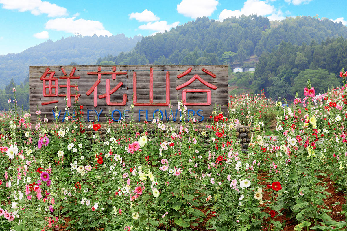 鲜花山谷的蜀葵,百合,芙蓉,源于四川,惊艳了世界!