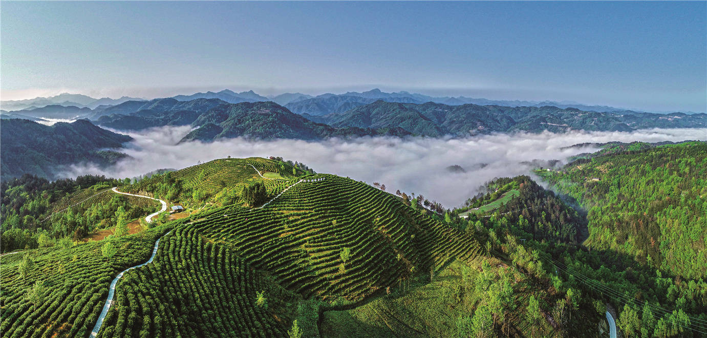 平利县蒋家坪村茶园风貌.